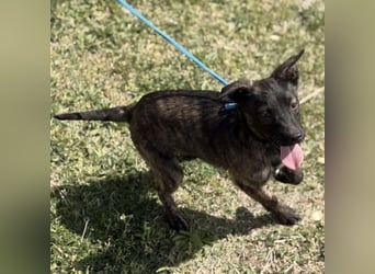 Ramona möchte nicht im Tierheim groß werden