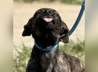 Stuart möchte nicht in Tierheim aufwachsen