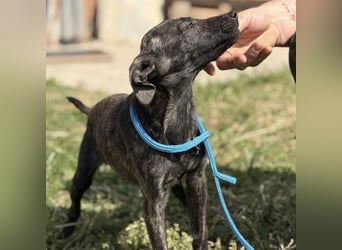 Stuart möchte nicht in Tierheim aufwachsen