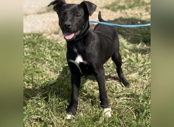 Ada möchte nicht im Tierheim groß werden