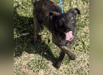 Ramona möchte nicht im Tierheim groß werden