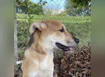 Paco ein Traumhund