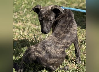 Stuart möchte nicht in Tierheim aufwachsen