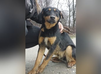 Kendo ein lieber braver Schatz