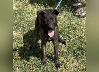 Ramona möchte nicht im Tierheim groß werden