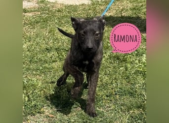 Ramona möchte nicht im Tierheim groß werden