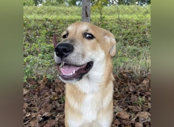 Paco ein Traumhund