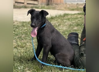 Paulina mag nicht im Tierheim aufwachsen