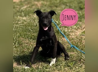 Jenny möchte nicht im Tierheim aufwachsen