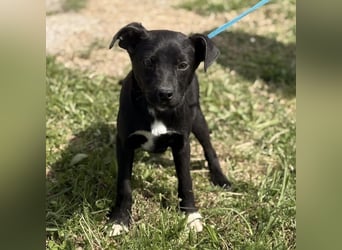 Ada möchte nicht im Tierheim groß werden