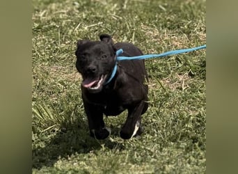 Jenny möchte nicht im Tierheim aufwachsen