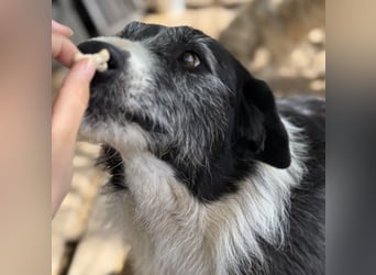 NESCHA - liebe Herzenshündin sucht ihre Familie