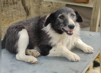 NESCHA - liebe Herzenshündin sucht ihre Familie