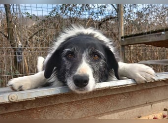 NESCHA - liebe Herzenshündin sucht ihre Familie