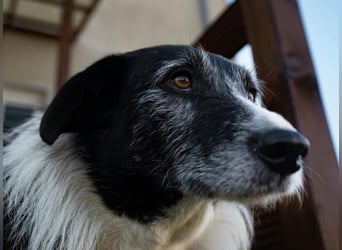 liebe und verschmuste Seniorin NESCHA sucht ihr Zuhause