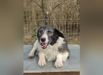 NESCHA - liebe Herzenshündin sucht ihre Familie