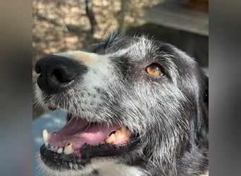 NESCHA - liebe, verschmuste Seniorin sucht Für-Immer-Zuhause