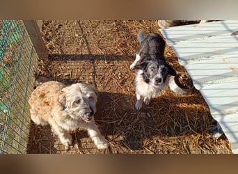 NESCHA - liebe Herzenshündin sucht ihre Familie