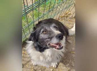 NESCHA - liebe, verschmuste Seniorin sucht Für-Immer-Zuhause