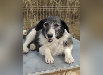 NESCHA - liebe Herzenshündin sucht ihre Familie