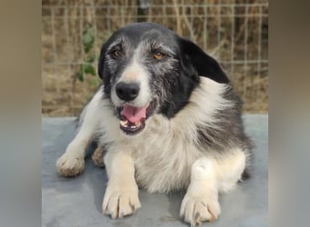 NESCHA - liebe, verschmuste Seniorin sucht Für-Immer-Zuhause