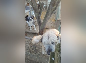 NESCHA - liebe Herzenshündin sucht ihre Familie