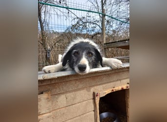 NESCHA - liebe, verschmuste Seniorin sucht Für-Immer-Zuhause