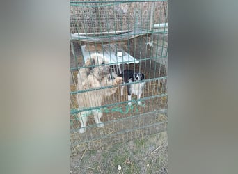 NESCHA - liebe Herzenshündin sucht ihre Familie