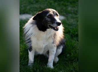 liebe und verschmuste Seniorin NESCHA sucht ihr Zuhause