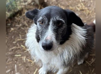 NESCHA - liebe Herzenshündin sucht ihre Familie