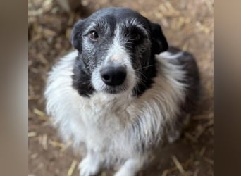 NESCHA - liebe Herzenshündin sucht ihre Familie