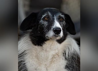 liebe und verschmuste Seniorin NESCHA sucht ihr Zuhause