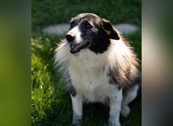 liebe und verschmuste Seniorin NESCHA sucht ihr Zuhause