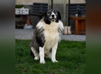 liebe und verschmuste Seniorin NESCHA sucht ihr Zuhause