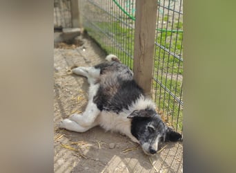 NESCHA - liebe, verschmuste Seniorin sucht Für-Immer-Zuhause