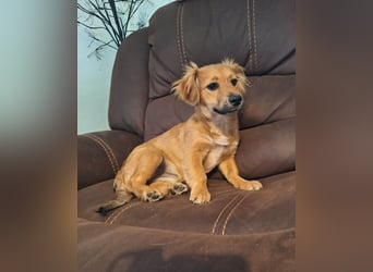 Goldige Ginette sucht liebes Zuhause