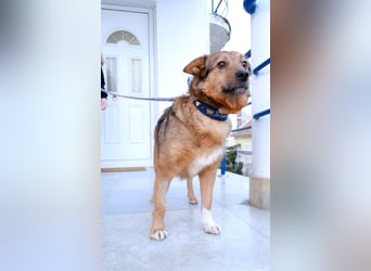 Auch Ema ist der Hölle entkommen und braucht dringend eine liebe Familie