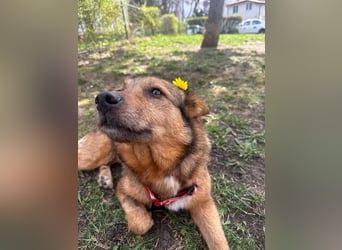 Auch Ema ist der Hölle entkommen und braucht dringend eine liebe Familie