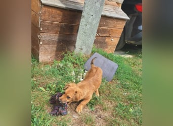 Goldige Ginette sucht liebes Zuhause