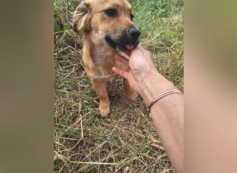 Goldige Ginette sucht liebes Zuhause
