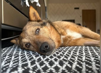 Auch Ema ist der Hölle entkommen und braucht dringend eine liebe Familie