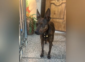 Tyson