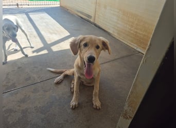 Gustavo