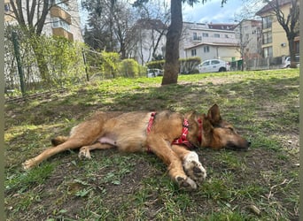 Auch Ema ist der Hölle entkommen und braucht dringend eine liebe Familie