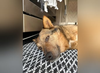 Auch Ema ist der Hölle entkommen und braucht dringend eine liebe Familie