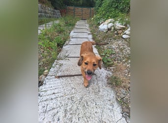 Goldige Ginette sucht liebes Zuhause