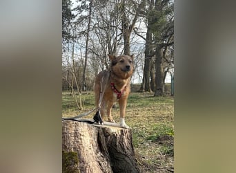 Auch Ema ist der Hölle entkommen und braucht dringend eine liebe Familie