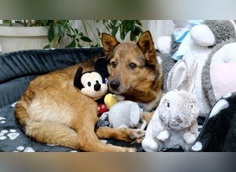 Auch Ema ist der Hölle entkommen und braucht dringend eine liebe Familie