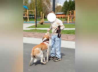 Milascha: bezauberndes, agiles Hundemädel mit einzigartigen Ohren sucht nach ihrem Für-immer-Zuhause