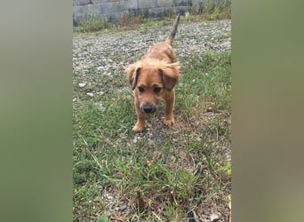 Goldige Ginette sucht liebes Zuhause